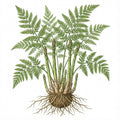 ASPARAGUS Seeds, Mary Washington
