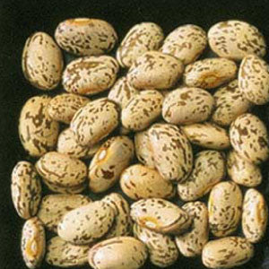 BEAN Seeds, Pinto
