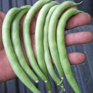 BEAN Seeds, Slenderette Bush