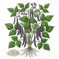 BEAN Seeds, Royalty Purple Bush