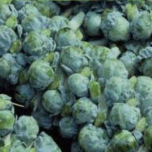 BRUSSEL SPROUT Seeds, Long Island
