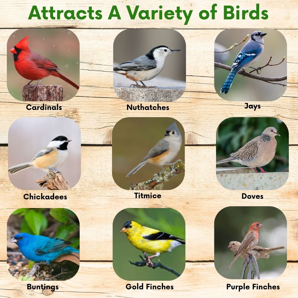 Pollinator & Wild Bird Seed Speedy Blend