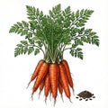 CARROT Seeds, Little Finger