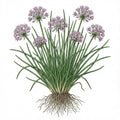 CHIVE Seeds, Allium Schoeno