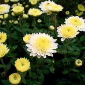 CHRYSANTHEMUM Seeds, Shasta Daisy