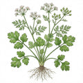 CILANTRO (Coriander) Seeds