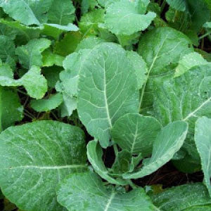 COLLARD GREEN Seeds, Georgia