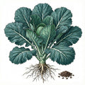 COLLARD GREEN Seeds, Vates