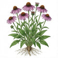 ECHINACEA Seeds, Purpurea