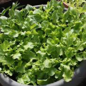 LETTUCE Seeds, Salad Bowl