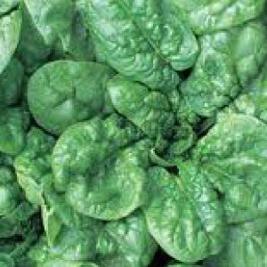 SPINACH Seeds, Bloomsdale