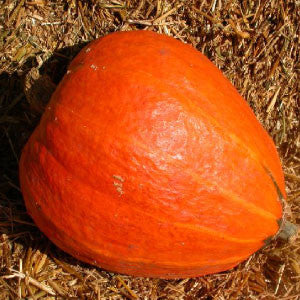 SQUASH Seeds, Golden Delicious