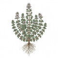 THYME Seeds
