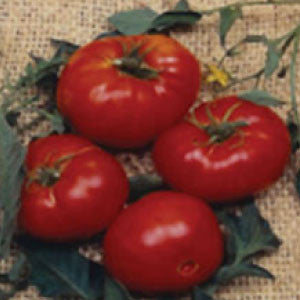 TOMATO Seeds, Brandywine Red