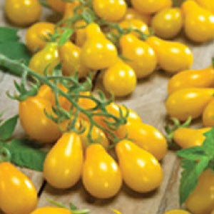 TOMATO Seeds, Yellow Pear