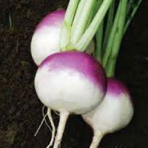 TURNIP Seeds, Purple Top White Globe