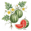 WATERMELON Seeds, Crimson Sweet