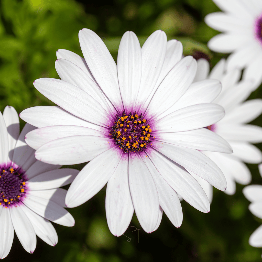 African White Daisy – 25 Seeds