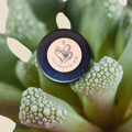 Aloinopsis Seed Mix