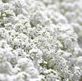 Carpet of Snow Sweet Alyssum – 250 Seeds