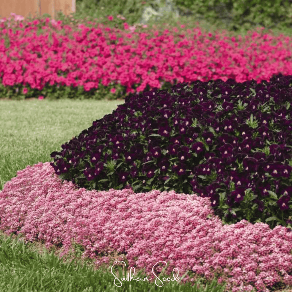 Pink Dwarf Sweet Alyssum – 250 Seeds