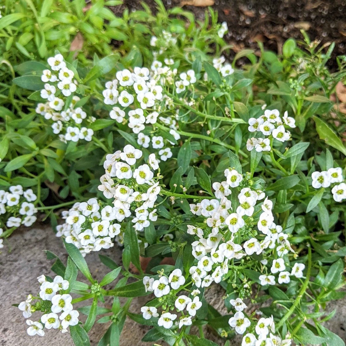 Alyssum Seeds