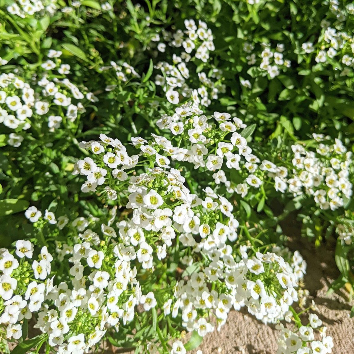 Alyssum Seeds