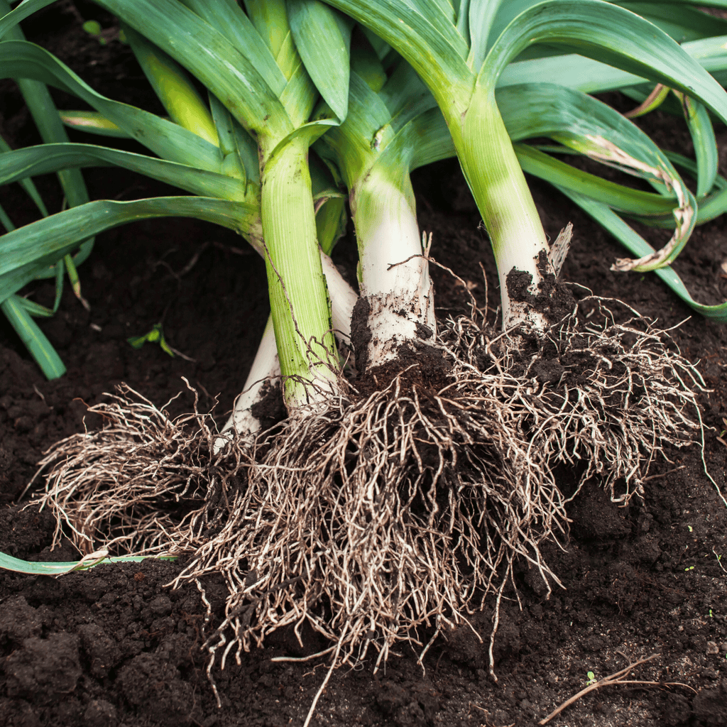 American Flag Leek – 200 Seeds