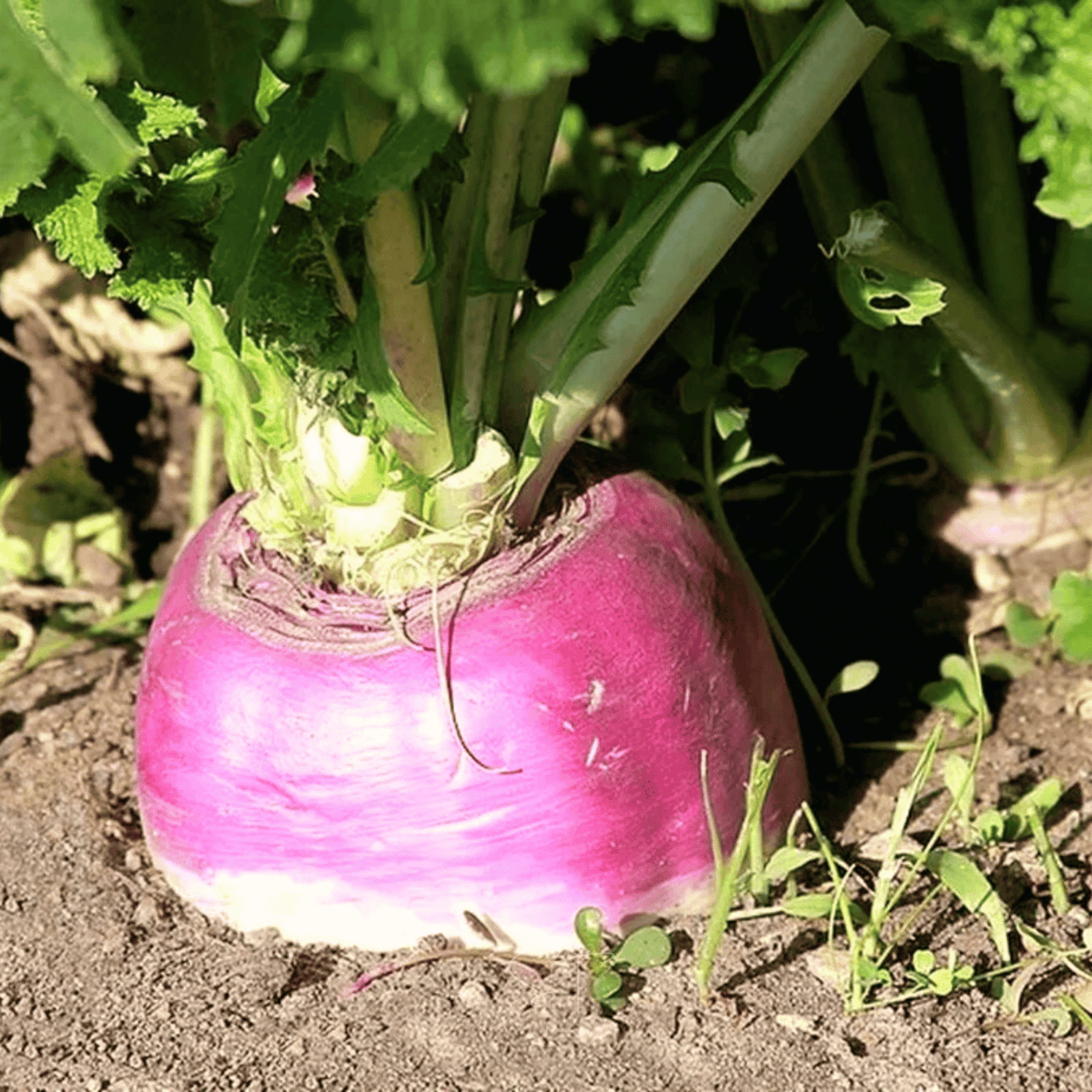 American Purple Top Rutabaga – 200 Seeds