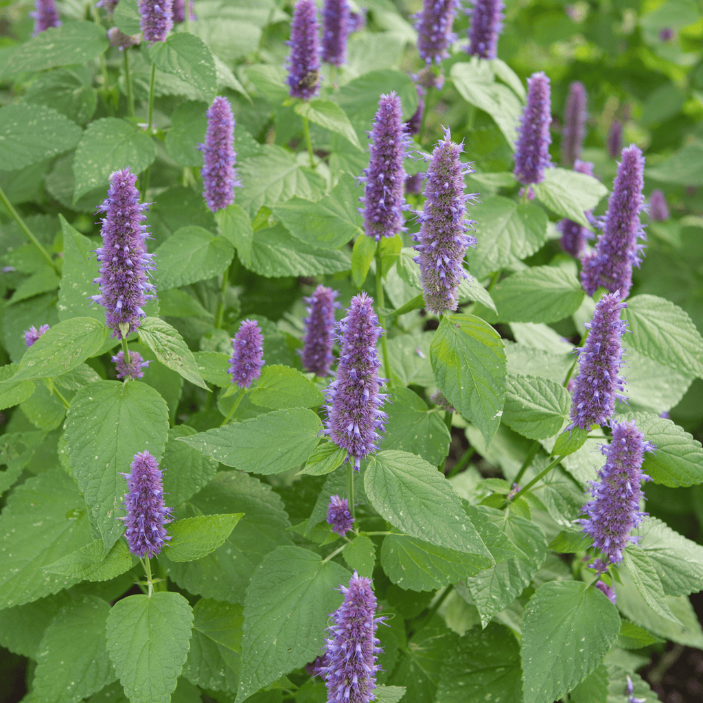 Anise Hyssop – 200 Seeds