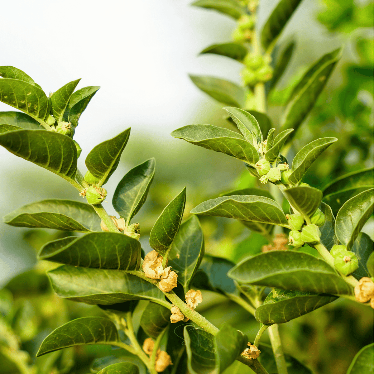Ashwagandha (Indian Ginseng) – 30 Seeds