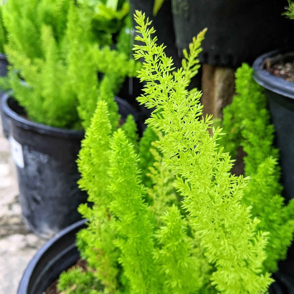 Asparagus Meyeri 'Foxtail Fern' Seeds