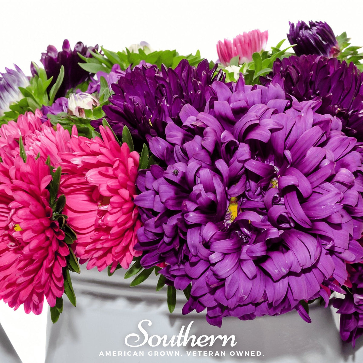 Crego Giant Aster Mix – 50 Seeds