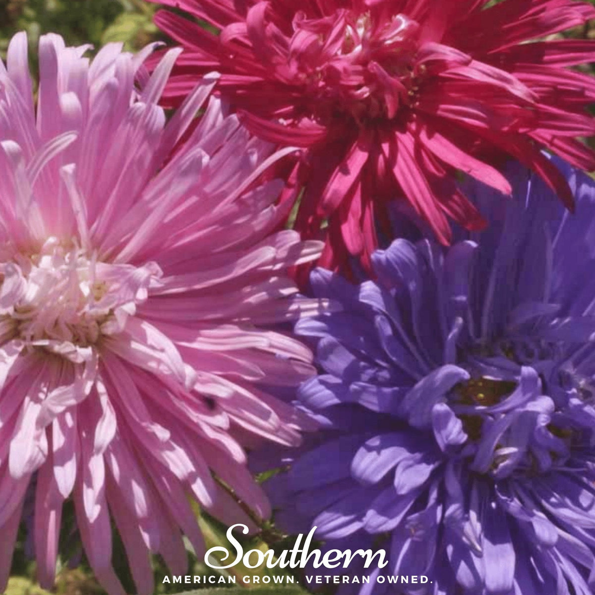 Crego Giant Aster Mix – 50 Seeds