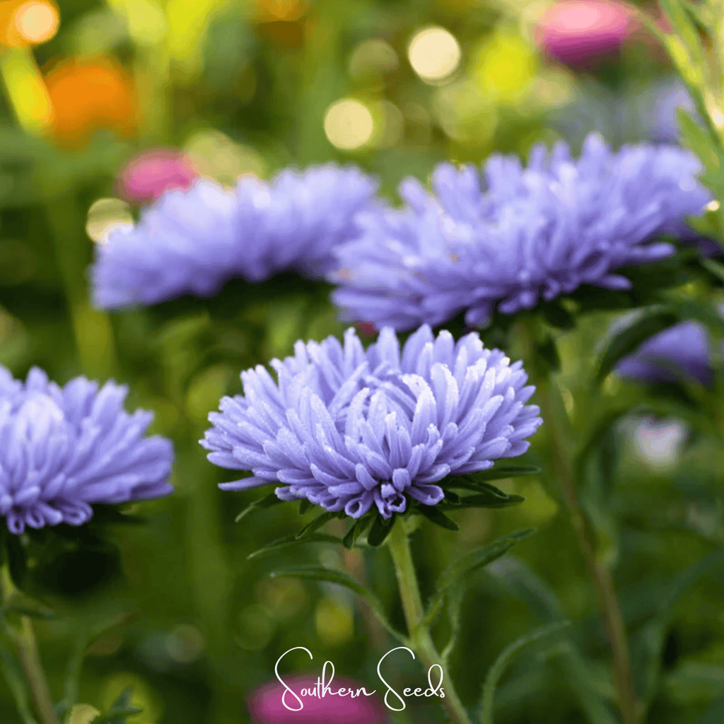 Lavender Gremlin Aster – 50 Seeds