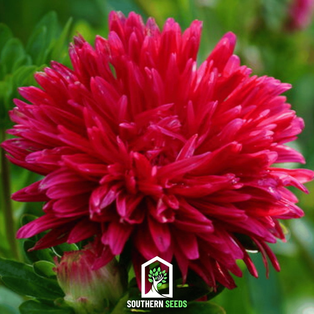 Scarlet Paeony Duchess Aster – 50 Seeds