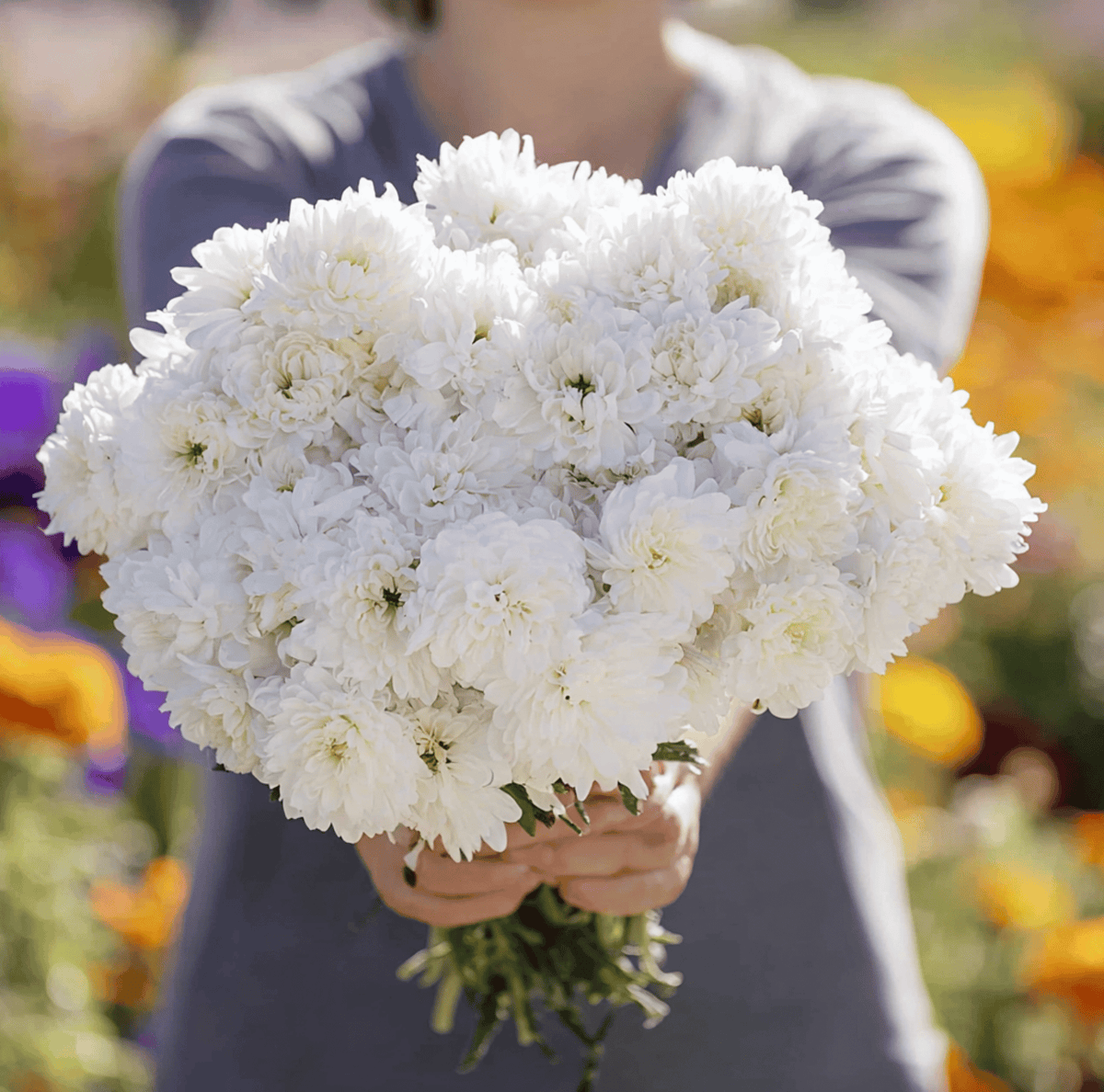 White Paeony Duchess Aster – 50 Seeds
