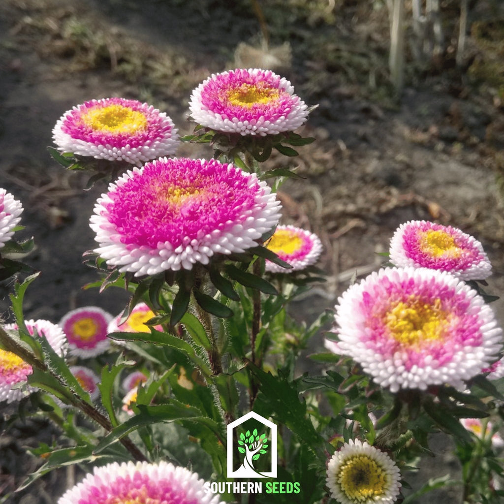 Hi-No-Maru Pompon Aster – 50 Seeds