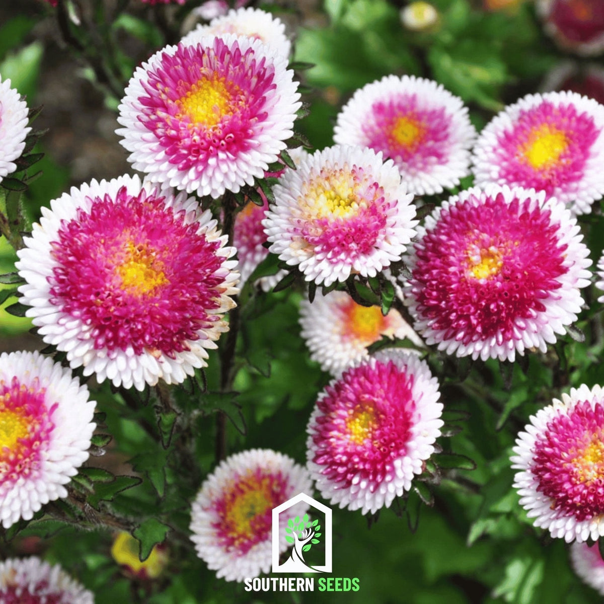 Hi-No-Maru Pompon Aster – 50 Seeds
