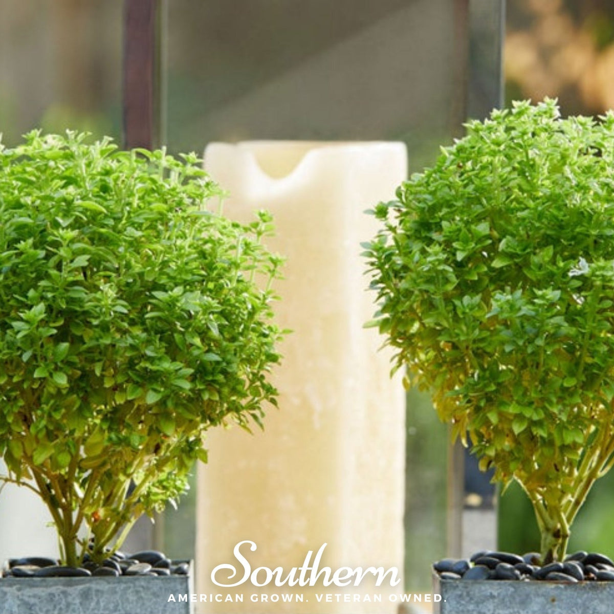 Spicy Globe Basil – 250 Seeds