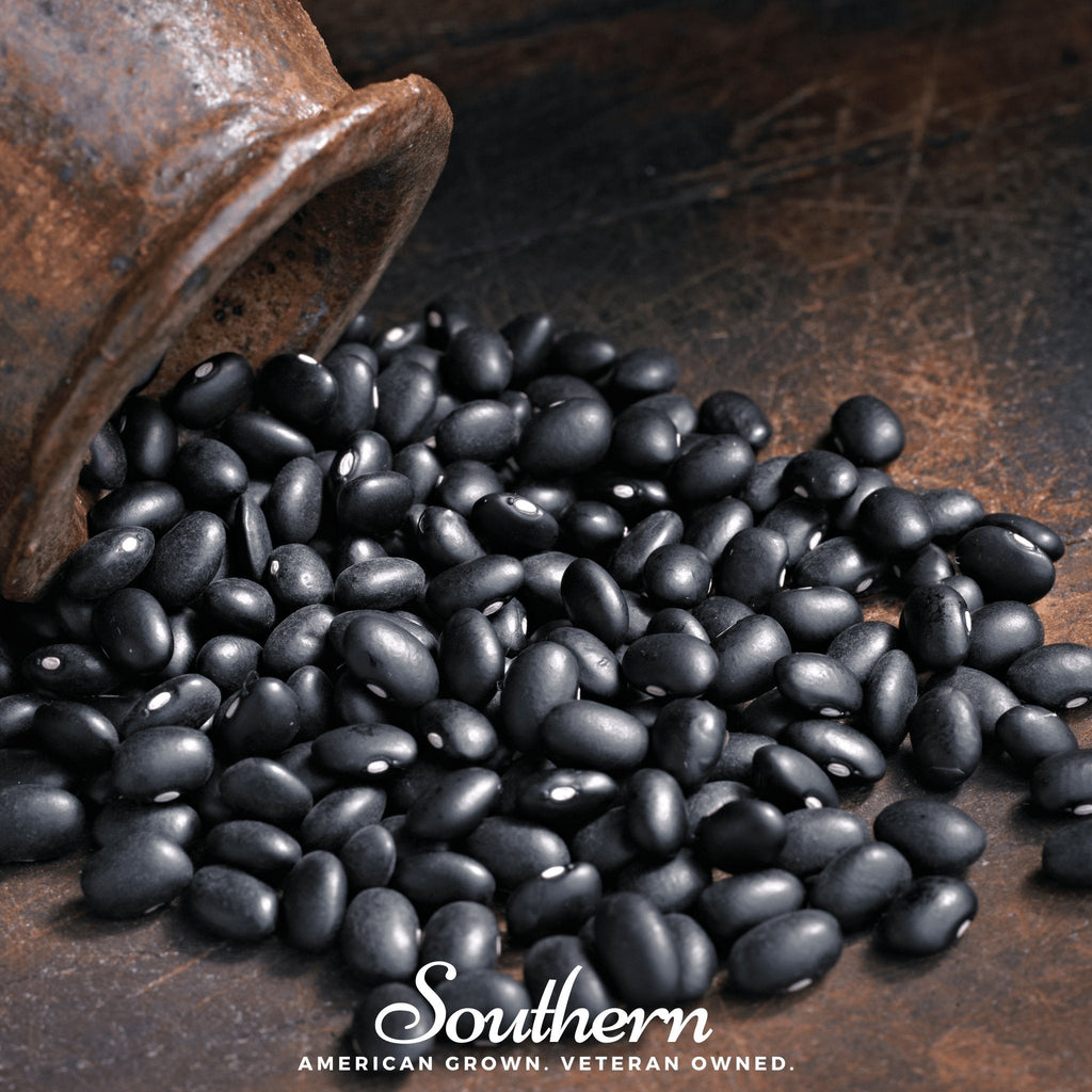 Black Coco Bean (Bush) – 30 Seeds