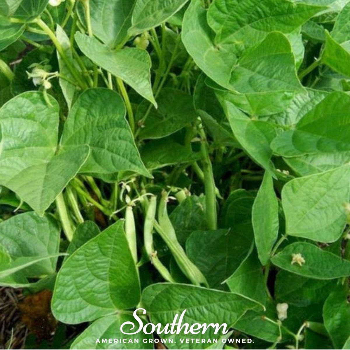 Calypso Orca Bean (Bush) – 25 Seeds