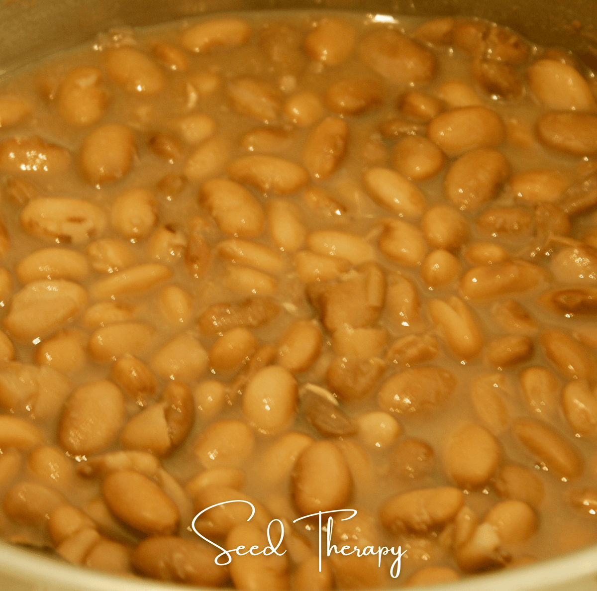 Pinto Bean – 20 Seeds