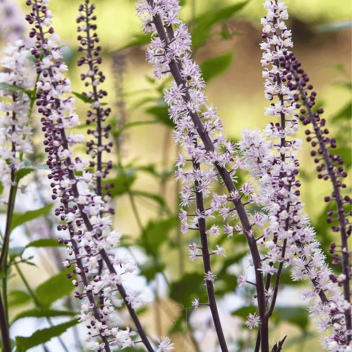 Black Cohosh (Bugbane) – 25 Seeds