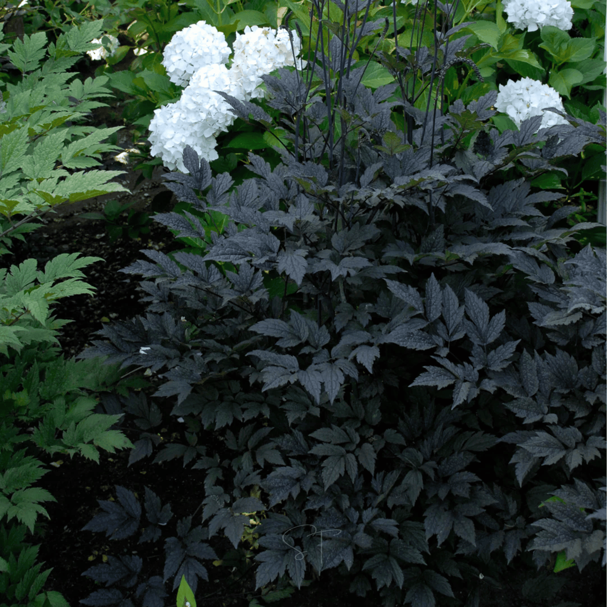 Black Cohosh (Bugbane) – 25 Seeds