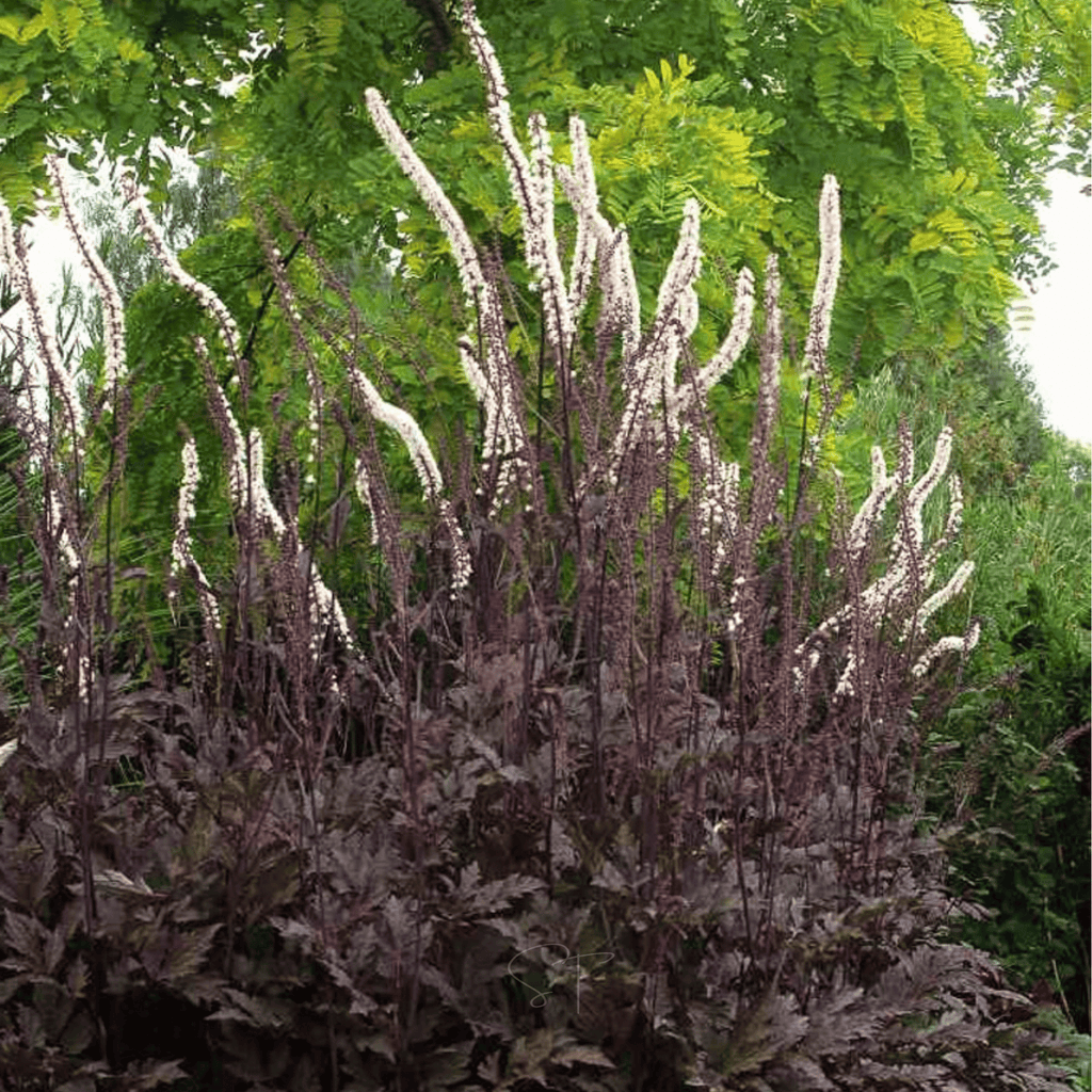 Black Cohosh (Bugbane) – 25 Seeds