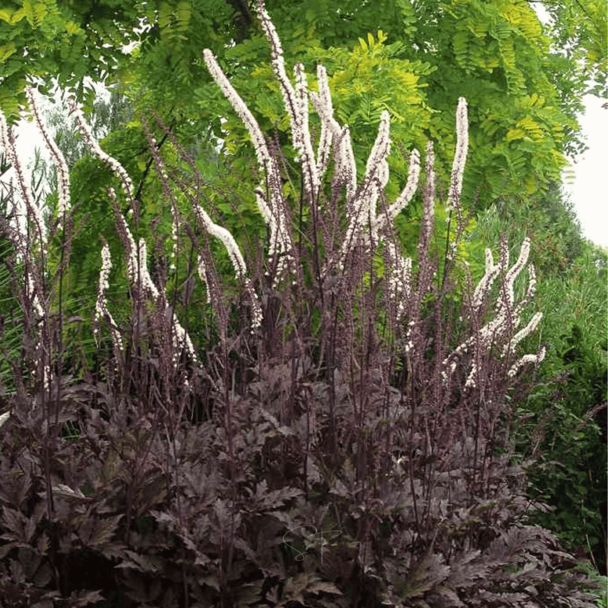 Black Cohosh (Bugbane) – 25 Seeds