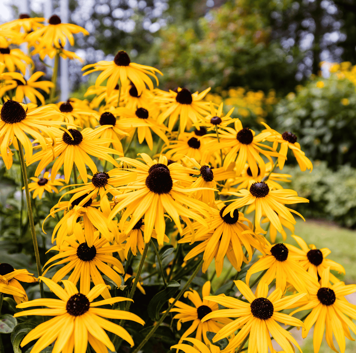 Black Eyed Susans – 100 Seeds