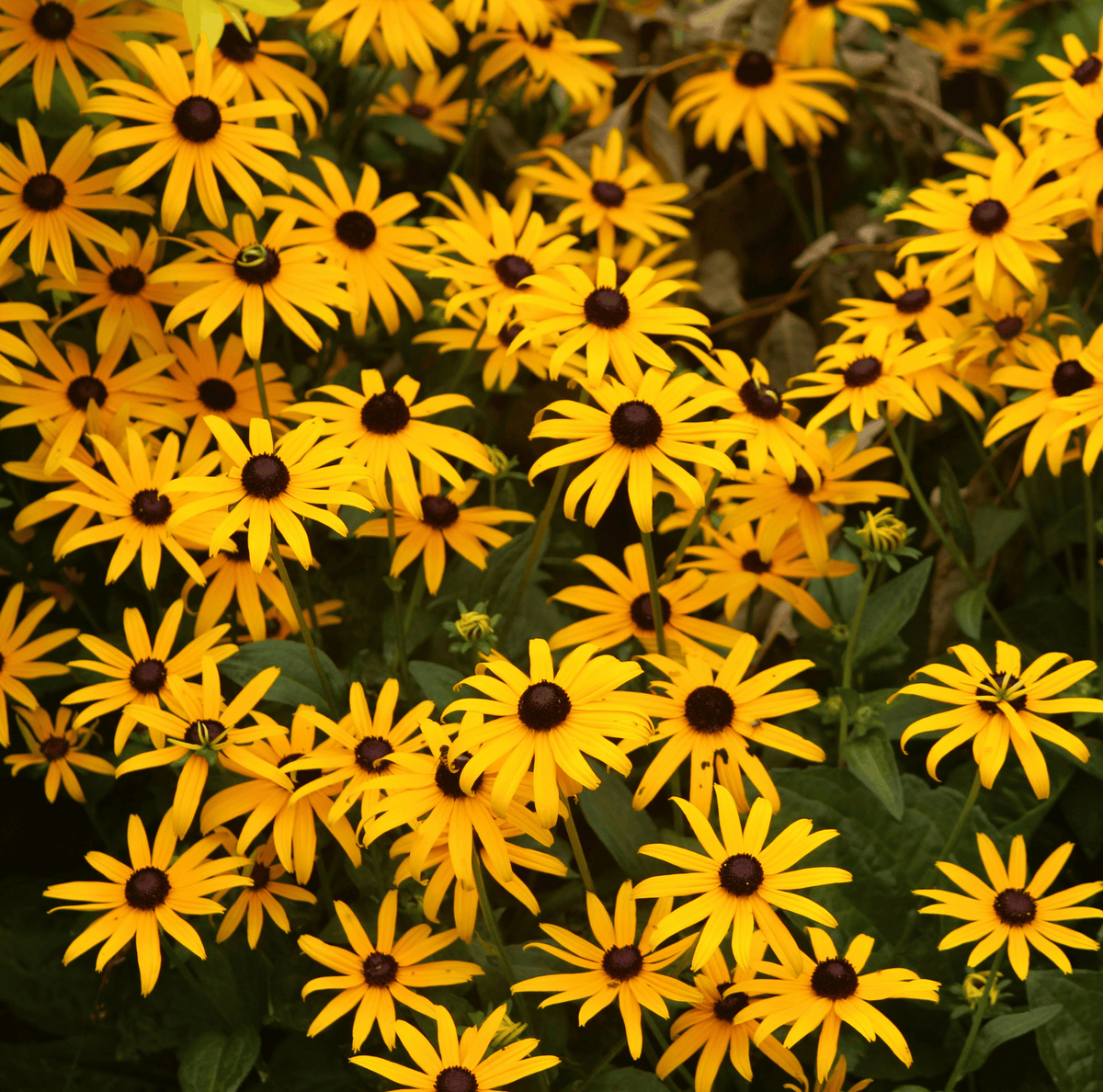 Black Eyed Susans – 100 Seeds