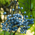 Blue Elderberry – 50 Seeds